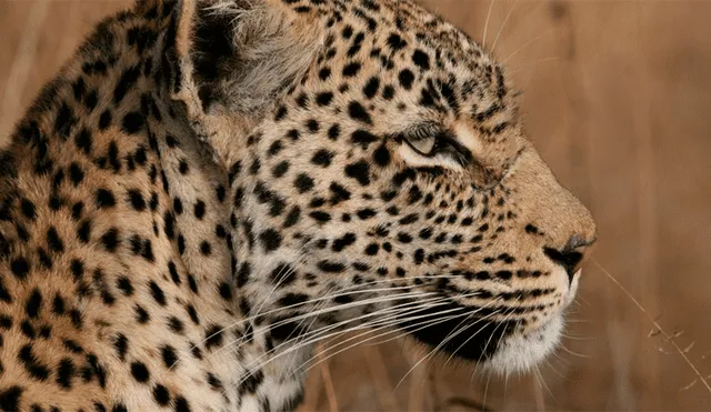 Leopardo se come a un niño y hiere de gravedad a otro mientras jugaban frente a sus casas