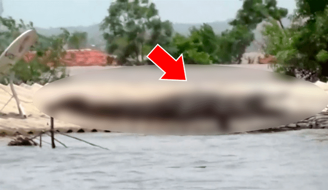 YouTube viral: abandona su casa por inundación, regresa y encuentra un feroz depredador en su techo [VIDEO] 