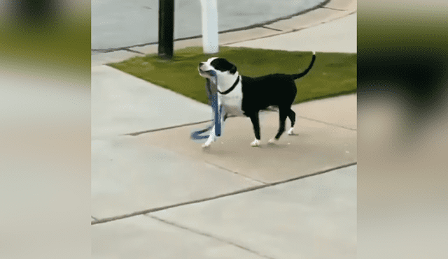 Desliza las imágenes hacia la izquierda para apreciar la singular acción de un perro para volver a salir a la calle. Foto: Captura.