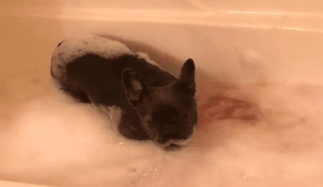 Facebook viral: perro sorprende a su dueño con curiosa reacción antes de que lo bañen [VIDEO]