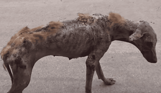Un video viral de Facebook registró la radical evolución de un perro callejero que fue llevado a un veterinario.