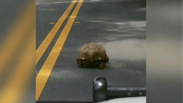 Facebook: Mira la emocionante “persecución” de una tortuga [VIDEO] 