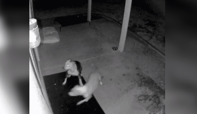 Video es viral en YouTube. La mujer encontró a su perro con un chinchón en la cabeza y cuando revisó el video de vigilancia descubrió al ‘culpable’. Foto: Captura.