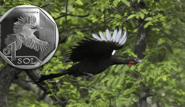 BCR: Un repaso de las monedas de la colección “Fauna Silvestre Amenazada del Perú” 