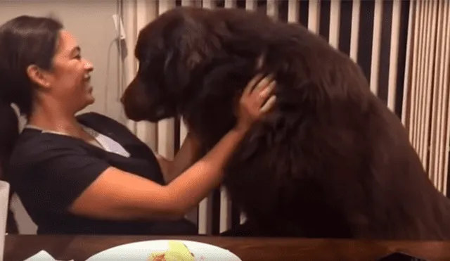 YouTube viral: mujer recibe abrazo de su perro, sin imaginar que can la dejaría sin comida [VIDEO] 