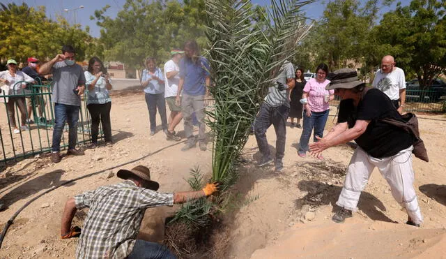 Sarah Sallon (der.) y un trabajador (izq.) trasplantan una palmera cultivada gracias a una semilla de más de 2.000 años. Foto: AFP