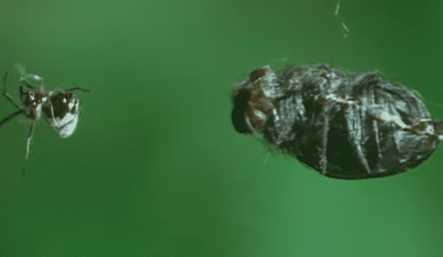YouTube viral: pequeña araña le roba la presa a enorme 'criatura' que tenía decenas de víctimas [VIDEO]