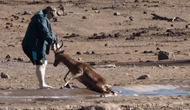 Impala se atasca en una poza de barro y turista acude a su rescate  [VIDEO] 