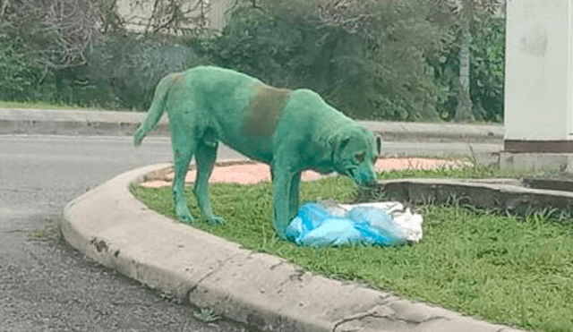 Encuentran perro pintado de verde que lloraba y buscaba comida entre tachos de basura [FOTOS]