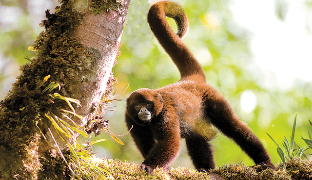 20 Animales en peligro de extinción y extintos en Perú 2019 [FOTOS]