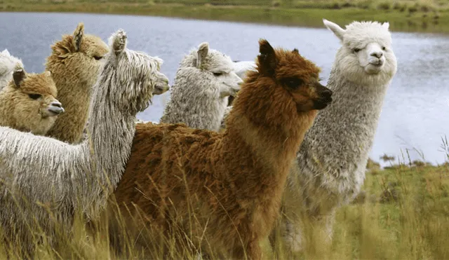 Ayacucho entre los primeros productores de fibra de alpaca en el Perú
