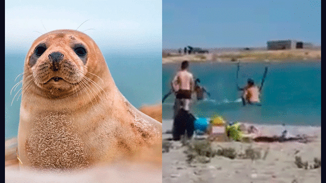 Los sujetos pretendían que la foca estuviera "quieta". Foto: Composición / Pixabay / Twitter.