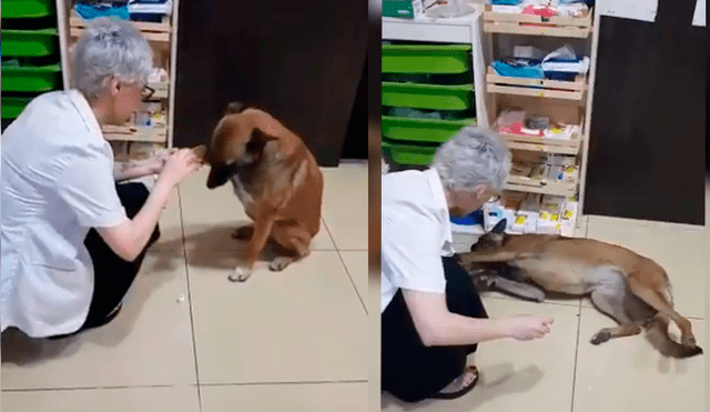 Un perro de la calle protagonizó un conmovedor video viral de Facebook, tras la tierna reacción que tuvo con una farmacéutica, quien le curó una de sus patas heridas