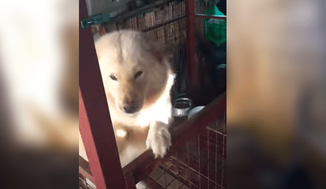 Video es viral en Facebook. Joven grabó el efusivo comportamiento que tuvo su perro, cuando lo volvió a ver después de varios meses. Fotocaptura: YouTube