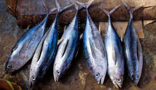 El pescado es una fuente de vitamina D importante. Foto: AFP