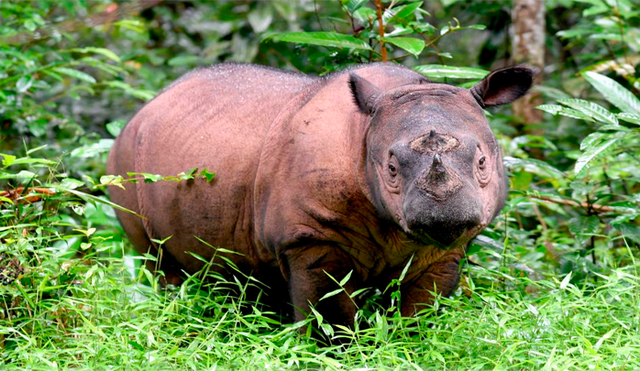 Muere Iman, la última rinoceronte de Sumatra y se confirma su extinción en Malasia