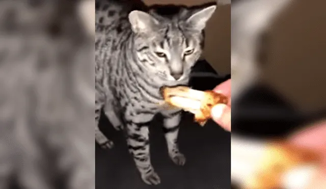 YouTube: Le dio a su gato diferentes comidas y reacción del felino se viraliza