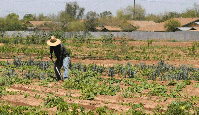 Escasez de agua y llegada del COVID-19 originó pérdidas de un 20% en el sector agrícola