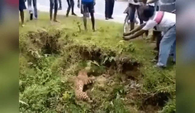 Vecinos se acercan a leopardo ‘muerto’ para tomarle foto y sucede lo peor.