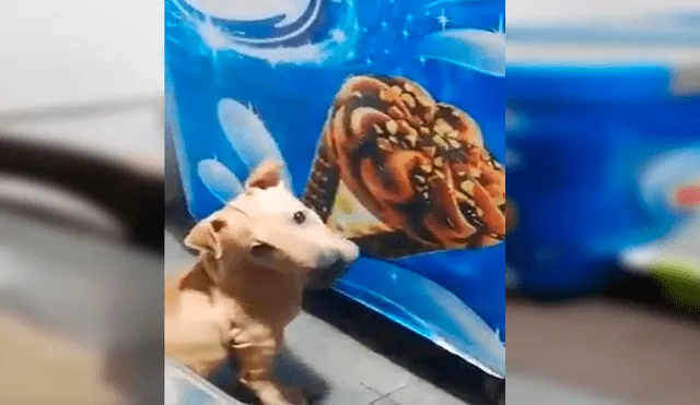 En Facebook, una chica quedó sorprendido al encontrar a su perro lamiendo una imagen de helado que estaba en su casa.