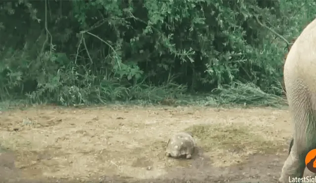La tortuga más afortunada del mundo sobrevive a una estampida de elefantes [VIDEO] 