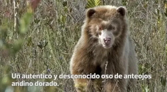 Histórico: Encuentran a un oso de anteojos andino dorado en el Amazonas
