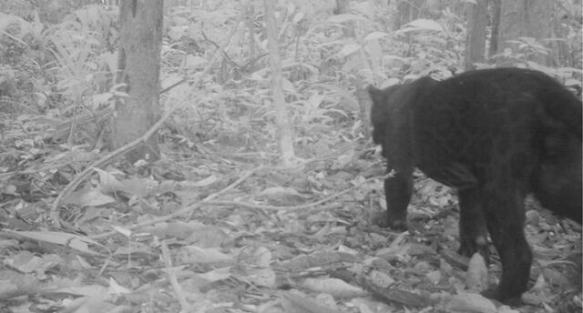 Amazonas: cámaras captan por primera vez a otorongo negro 