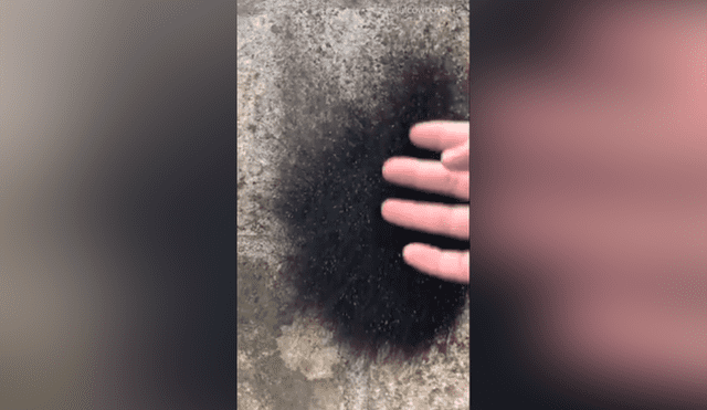 YouTube viral: cree haber encontrado una extraña criatura ‘peluda’, la agarra y queda totalmente aterrado