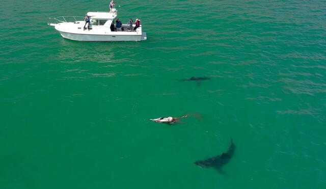 Desliza las imágenes para ver el ataque de los tiburones. Foto: Captura/Newsflare