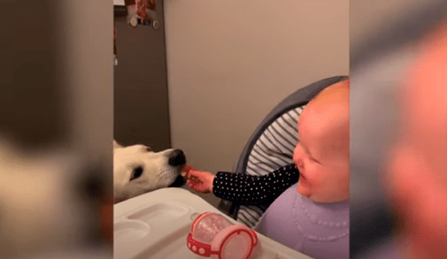 Desliza las imágenes para apreciar la emotiva escena que protagonizaron un bebé junto a su perro.