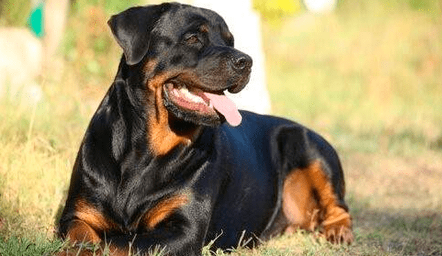 Cámara registra el brutal ataque que sufrió un hombre de un perro Rottweiller en plena vía pública [VIDEO]