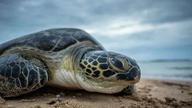 Tortugas marinas que habitan en la costa peruana están en peligro