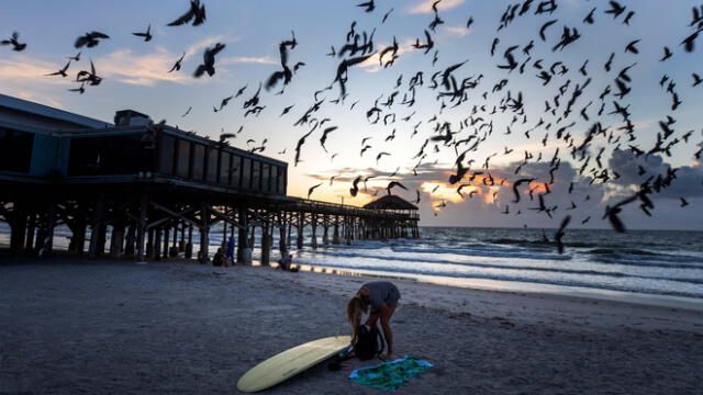 Aves migratorias en la costa de Estados Unidos.
