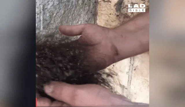 El video viral de YouTube muestra una extraña bola de pelos, un joven se acerca y descubre el misterio.