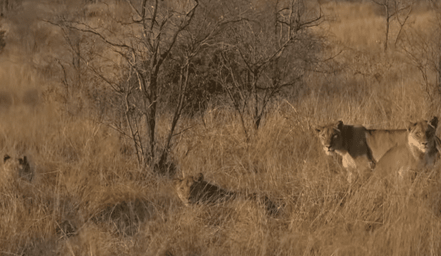 Hombre vive terrorífico momento al quedar frente a frente de leones camuflados entre la hierba.