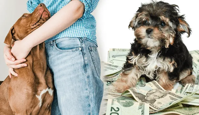 ¿Puede vivir tu perro con tu dinero si falleces? Foto: composición LR/Canva/iStockphoto