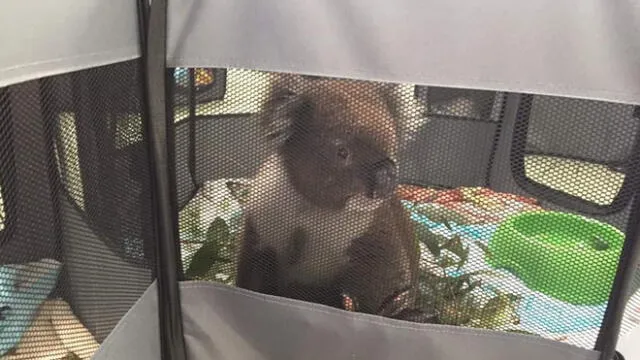 Convierten escuela primaria en un hospital para koalas que fueron afectados por los incendios [VIDEO]