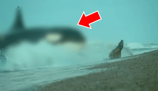 YouTube viral: Descomunal animal emerge del mar para tragar entero a un lobo marino [VIDEO] 