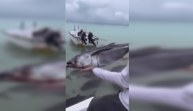 YouTube Viral: Arrojó pez a río lleno de pirañas y algo increíble pasó [VIDEO]