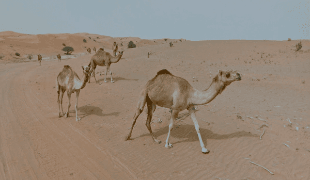 Desliza para ver las imágenes captadas por Google Maps cuando un joven realizaba un recorrido por el desierto.