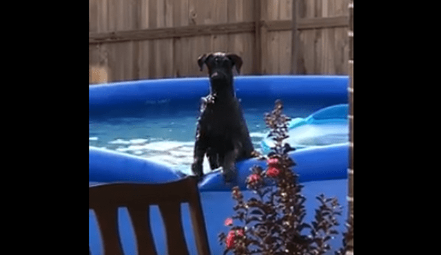 Facebook: Perro usaba la piscina en secreto, su dueño lo descubre y así reaccionó [VIDEO]