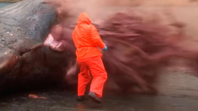 Le explotó una ballena en la cara y ahora lo cuenta: "fue una experiencia extrema" [VIDEO]
