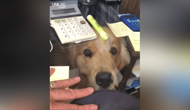 Facebook viral: encuentra animal tras escuchar aterradores ruidos en su oficina [VIDEO]