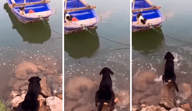 El perro se ganó los aplausos de miles de usuarios por la hazaña que realizó para rescatar a su cría. Foto: captura.