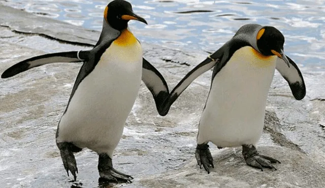 Una pareja de pingüinos roba un huevo para poder convertirse en padres [VIDEO]