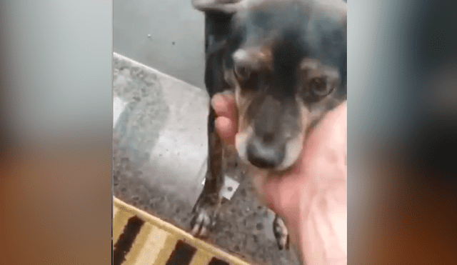 Facebook viral: perro callejero pide comida en restaurante y sorprende con su ‘educación’ al hacerlo
