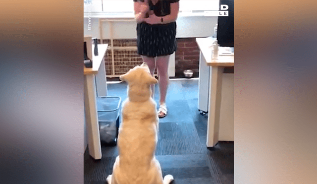 Facebook viral: chica sorda usa lenguaje de señas para entrenar a su perro y final sorprende [VIDEO] 