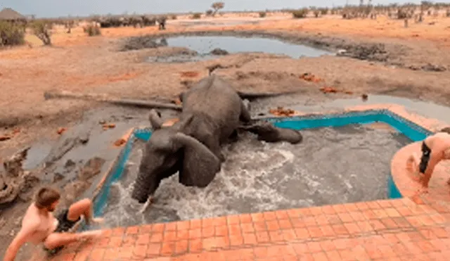 El elefante atacó en varias ocasiones a los valientes hombres que intentaron empujar al pequeño para que salga de la pileta. Foto: captura.