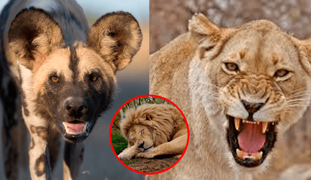 Los perros aprovecharon que el león dormía para intentar matar a las criaturas. Foto: BBC Earth