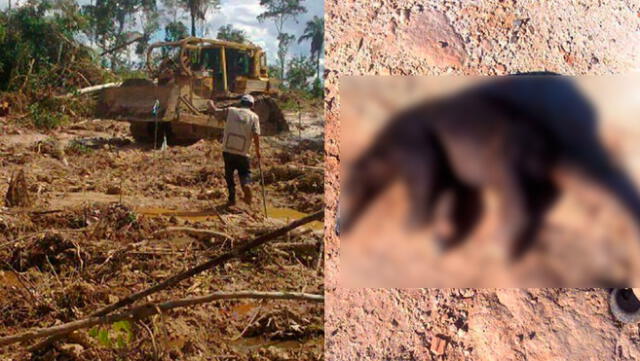 Ucayali: denuncian brutal destrucción de bosques y asesinato de diversas especies [FOTOS]